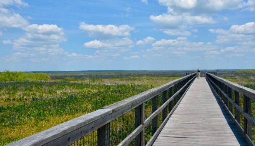 Paynes Prairie Preserve State Park, Florida, USA